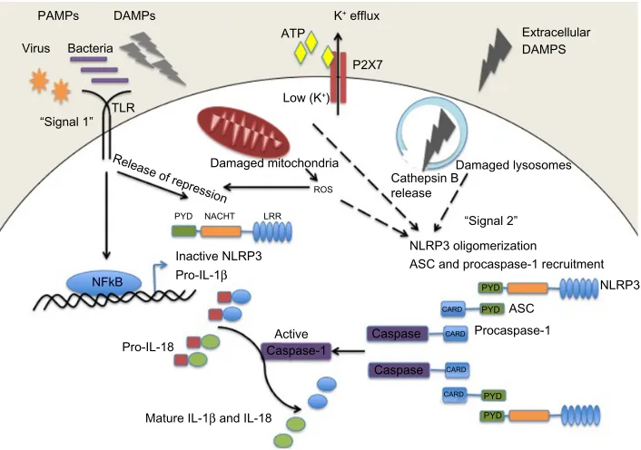 Figure 1 NLRP3 inflammasome activation. Pathogenic PAMPs from virus or bacteria, or sterile DAMPs “prime” the inflammasome by activating a TLR inducing NFκB activation and the expression of NLRP3 and pro-IL-1β (signal 1)