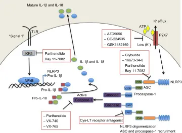 Figure 2 Small-molecule blockade of the NLRP3 inflammasome. Cartoon depicting the mode of action of the various small molecule inhibitors described in detail in the text.Abbreviations: ASC, apoptosis-related speck-like protein containing a caspase recruitment domain; ATP, adenosine triphosphate; CARD, caspase recruitment domain; Cys-LT, cysteinyl leukotriene; IKKβ, inhibitor of κB kinase β; IL, interleukin; NF-κB, nuclear factor kappa B; P2X7, P2X purinergic receptor 7; PYD, pyrin domain; TLR, Toll-like receptor.