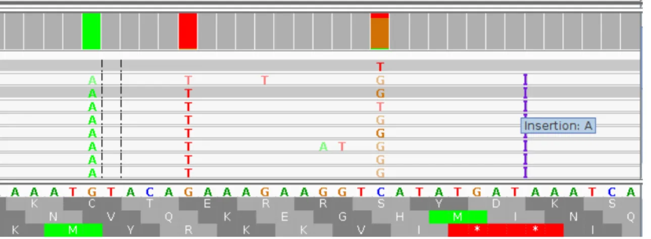 Figure 6. Screenshot from IGV for mismatched and an insertion of a base A at Chr 5: 13,520,387-13,520,442
