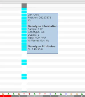 Figure  15.  Screenshot  from  IGV  for  homozygous  variants  such  as  in 