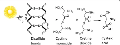 Fig. 1 Proposed oxidation breakdown pathway for wool keratin drawn in ChemDraw (version 15.1) [9, 10]
