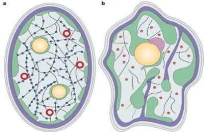 Fig 5. Quantum mechanical control of physiological order 