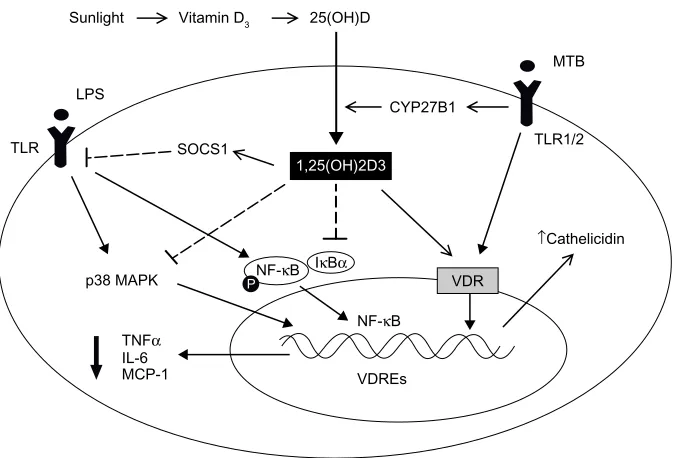 Figure 2 Schematic representation of the primary mechanisms through which vitamin D-regulated dendritic cells (DCs) and T-lymphocyte function