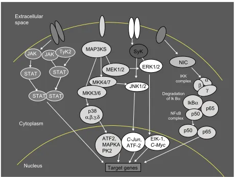 Figure 1 Intracellular signaling pathways. Notes: Intracellular pathways offer many options for the inhibition of cytokine signaling