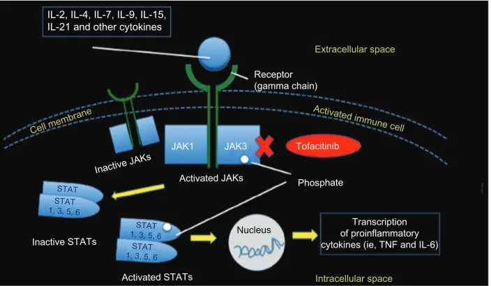 Figure 2 The JAK–STAT intracellular signaling pathway. Notes: JAK is involved in the intracellular signal transduction pathways via STATs
