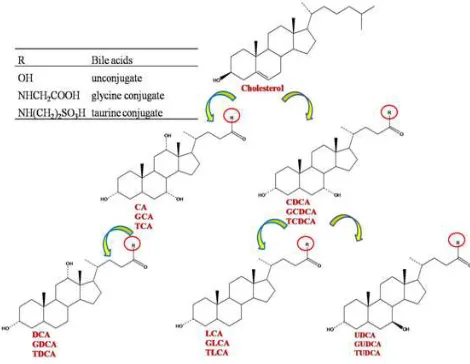 Figure 1. The main bile acids structure and generation pathway. 