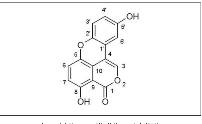 Figure 1.4 Structure of SsnB (Liang et al. 2011) 