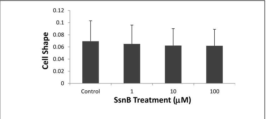 Figure 2.3 SsnB effect on HUVEC morphology. Treated cells exhibit a significant increase in cell perimeter to area ratio compared to control