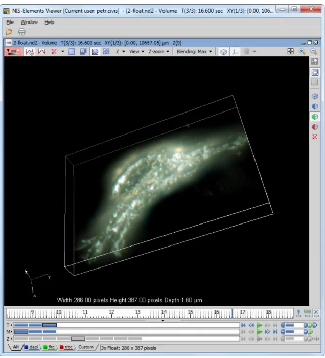 Figure 1.1. Volume View within NIS-Elements Viewer