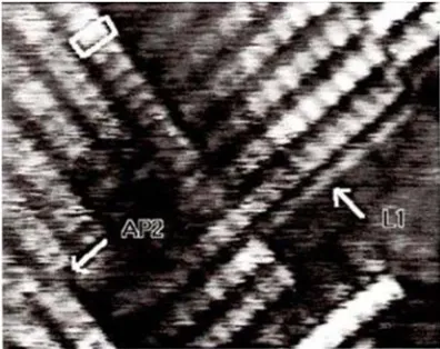 Figure 12. High-resolution STM image of (001) hydrogenated surface of homoepitaxial CVD diamond film to show dimer-type 2x1 reconstruction