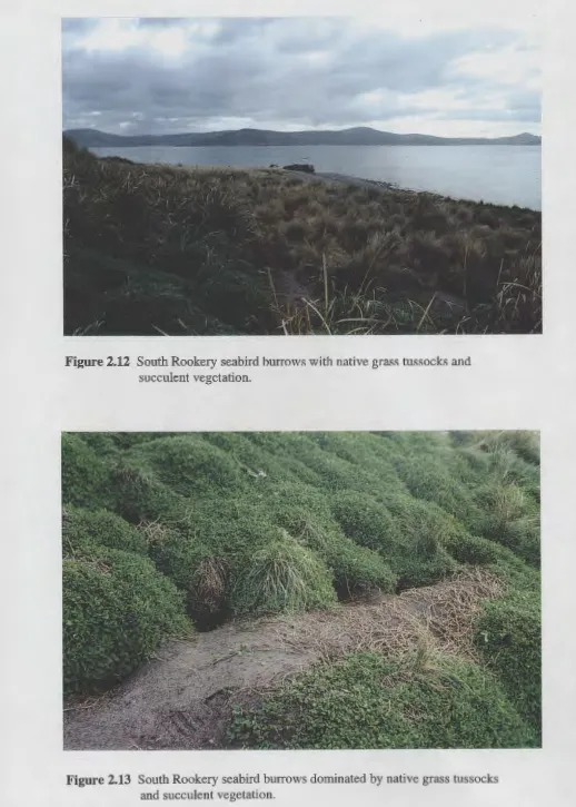 Figure 2.12 South Rookery seabird burrows with native grass tussocks and succulent vegetation 