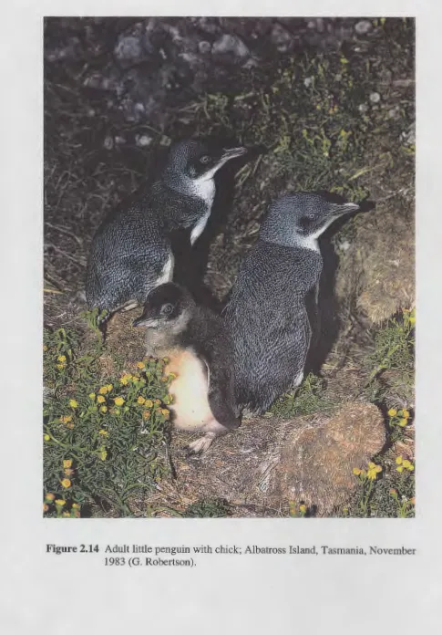Figure 2.14 Adult little penguin with chick; Albatross Island, Tasmania, November 1983 (G