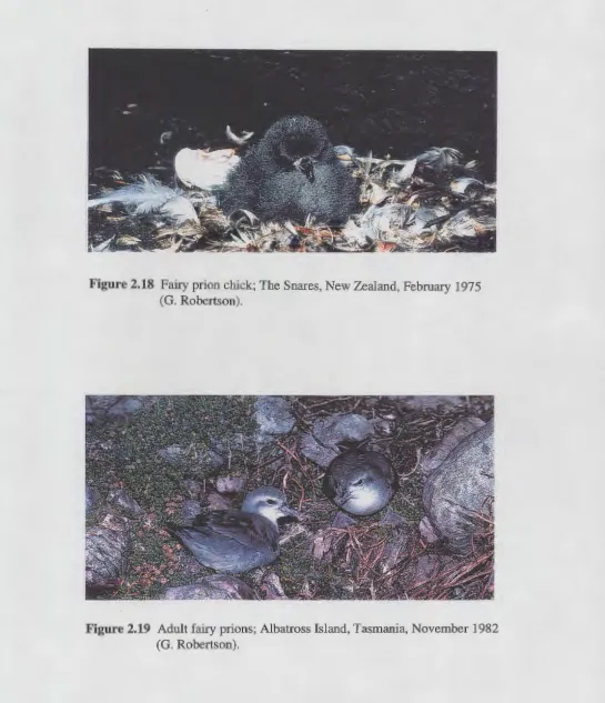 Figure 2.18 Fairy prion chick; The Snares, New Zealand, February 1975 (G. Robertson) 