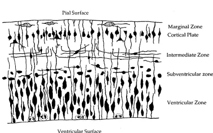Figure 1.1: Diagrammatic representation of a transverse section through a region of vertebrate neocortex during development showing the five layers