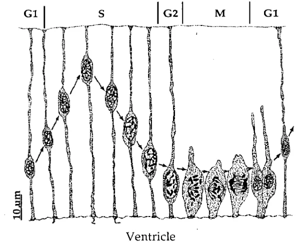 Figure 1.2: The movement of the nuclei to different levels of the ventricular zone during the mitotic cycle