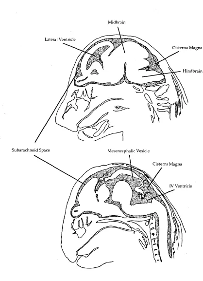 Figure 2.2; Two camera lucida illustrations of sections through an E18 rat 