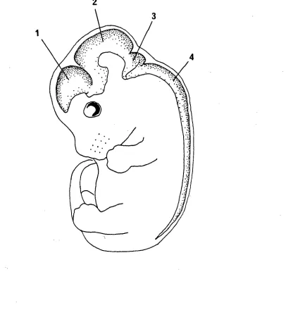 Figure 2.6;   Diagrammatic representation of an EIS rat fetus. The stipled 
