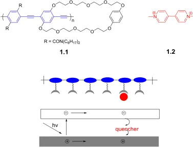 Figure 1.2 “Molecular wire effect” of conjugated polymers.  Based on the above features, CPs have been used as signal transducers in 