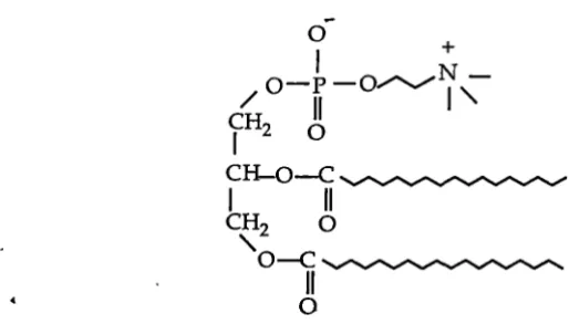 Figure 1.4 Structure of phospholipid (phosphatidyl choline). 