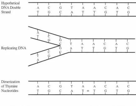 Figure 2-4 Examples of DNA and UV damage to DNA (Stover et al, 1986) 