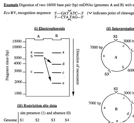 Figure lb Hypothetical example of mtDNA digestion and interpretation of gel fragment sum (B,d patterns