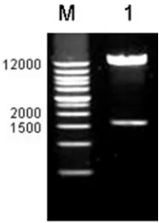 Table 2. Analysis of putative cis-acting elements of GmCYP78A5 promoter. 