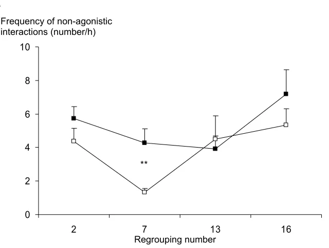 Figure 3: Agonistic and non-agonistic interactions of heifers during the three hours following a regrouping