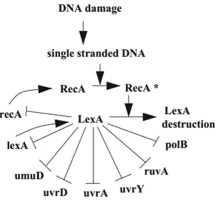 Table  2: The sensitivity and specificity of S. cerevisiae YOR263C sub-network constructed by using DBN with different imputation methods