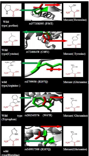 Table 4. NAT2 SNPs predicted by PolymiRTS to make disturbance of conservedmiRNA site or creation of new microRNA binding location D, the resulting allele disorders a conserved binding site; C, the derived allele generates a new binding site
