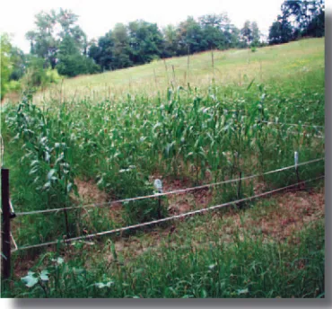 Fig. 1 - Campo di confronto varietale allestito nel               comune di Lequio Berria (CN) nel 2004 