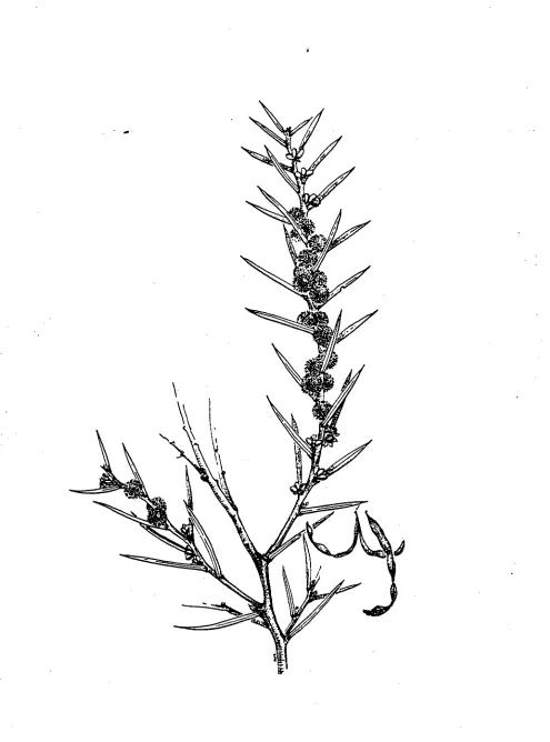 Figure 3.2:  Leaf morphology and flowers of 