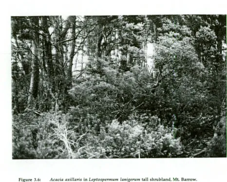 Figure 3.6:  Acacia axillaris in Leptospermum lanigerurn tall 