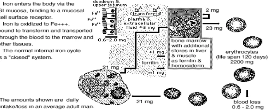 Figure 2.3: Iron regulation and recycling in the body  