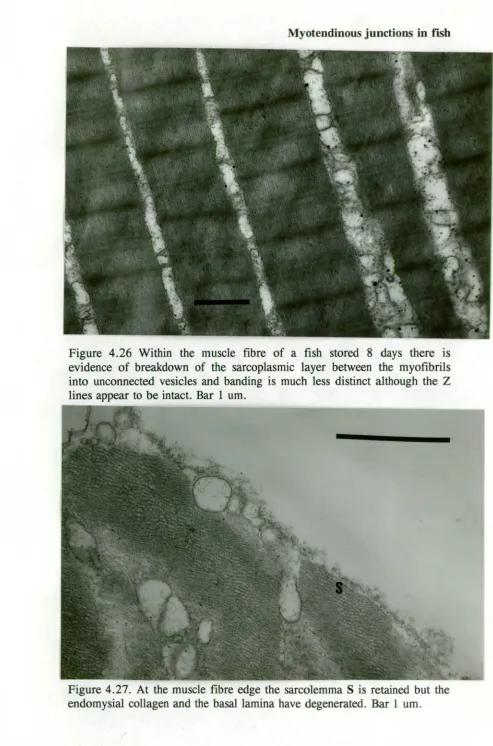 Figure 4.26 Within the muscle fibre of a fish stored 8 days there is evidence of breakdown of the sarcoplasmic layer between the myofibrils 