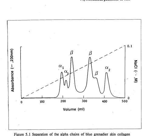 Figure 5.1 Separation of the alpha chains of blue grenadier skin collagen by chromatography on CM-cellulose (Whatman CM 52), 25 X 80 mm, in 