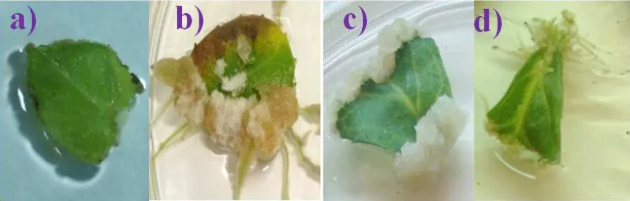 Figure 2. Effect of BAP, NAA, 2,4-D on callus induction after 8 weeks of culture: a) 1.0 mg/L BAP b) 4.0 mg/L NAA c) 0.5 mg/L 2,4-D d) Control