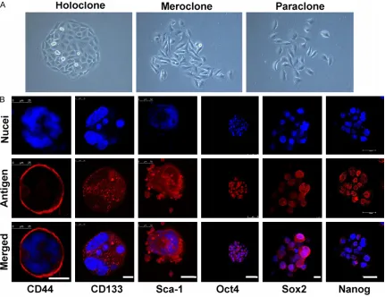 Figure 1. Isolation and identification of LCSCs. A. Three types of colonies formed by A549 cells