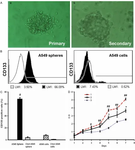Figure 2. A549 cancer spheres have high express CD133 and more self renewal capability