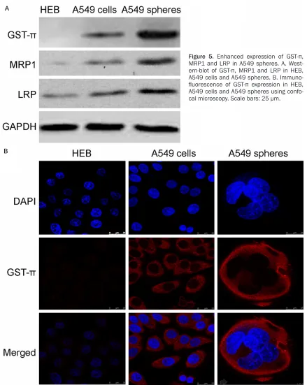 Figure 5. Enhanced expression of GST-π, MRP1 and LRP in A549 spheres. A. West-