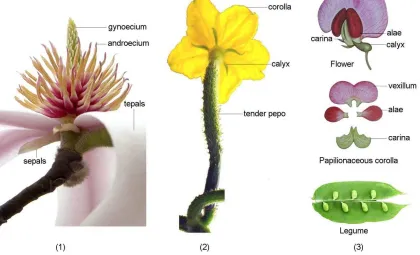 Figure 4. Evolutionary continuity and particularity of Magnoliopsida, Rosopsida and Leguminopsida