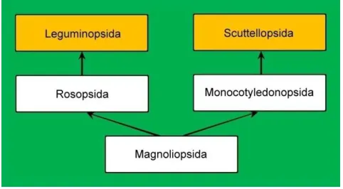Figure 5. Evolutionary system of classes of Fructophyta D. L. Fu & H. Fu. 