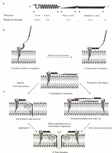 Figure 2.2 Schematic representation the of the structure of a model Class-Ila bacteriocin and predicted location domains with respect to target cell membrane