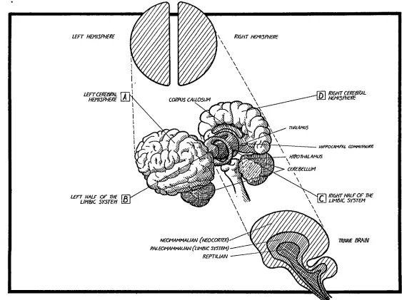 Figure I. The Right Hemisphere and Left Hemisphere Theory Combined with the Triune Brain Theory (Hemnann 1990, p40)