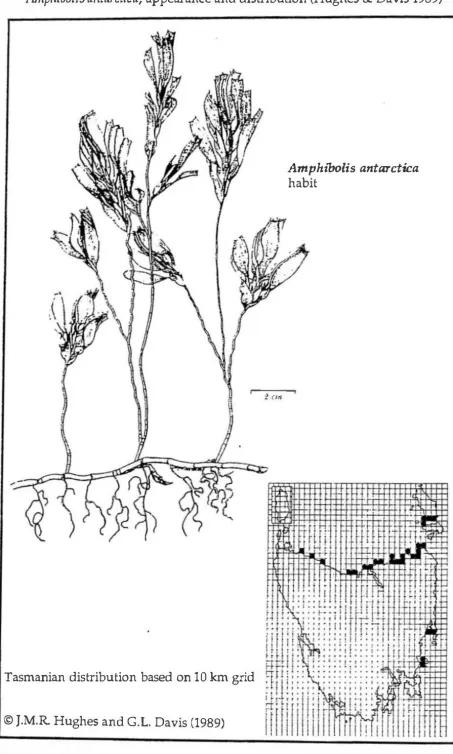 Figure 1.1 Amplzibolis a11tarctica, appearance and distribution (Hughes & Davis 1989) 