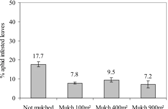 Fig. 3. Percentage of aphid infested potato leaves depending on area mulched with straw, var