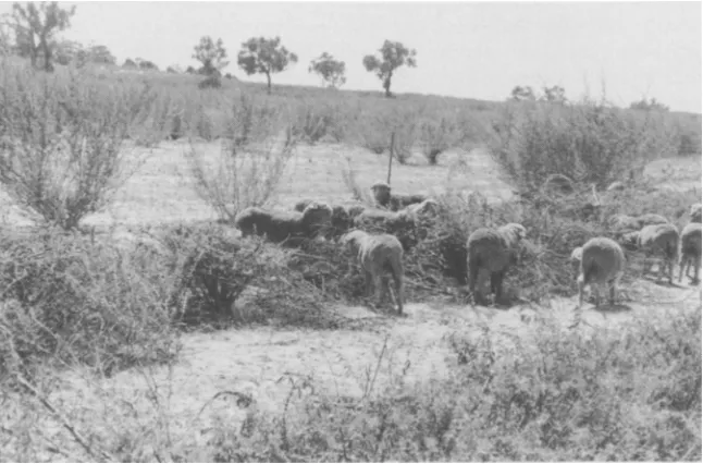 Fig. 4. Young sheep grazing tagasaste (Chamaecytisuspalmensis). Photo: C. M. Oldham. 