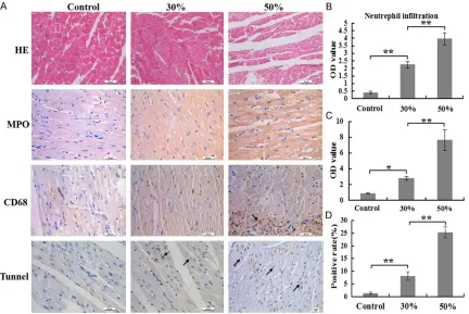 Figure 5. Comparison of inflammatory cells numbers and cells apoptosis rates of heart at 24 h post burn in 30%, 50% TBSA with a full-thickness burn groups and control group