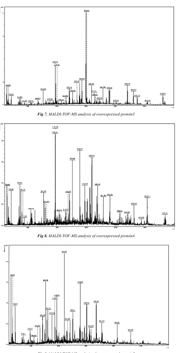 Fig 7. MALDI-TOF-MS analysis of overexpressed protein3