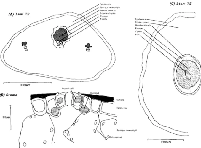 Fig. 1 -Anatomy of Donatia llovae-zelandiae: (A) (B) stoma, (C) stem TS. 