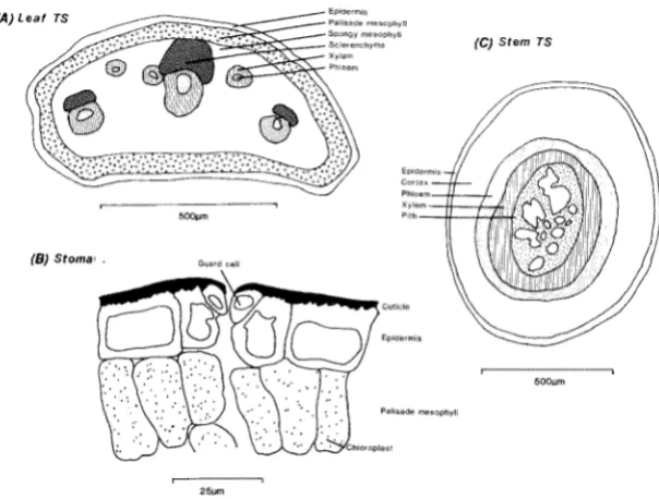 Fig. 2 --- Anatomy of Dracophyllum minimum: (A) leajTS, (B) stoma, (C) stem TS. 
